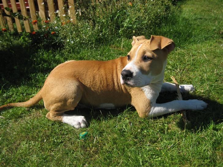 Amerikansk staffordshire terrier tiki billede 4