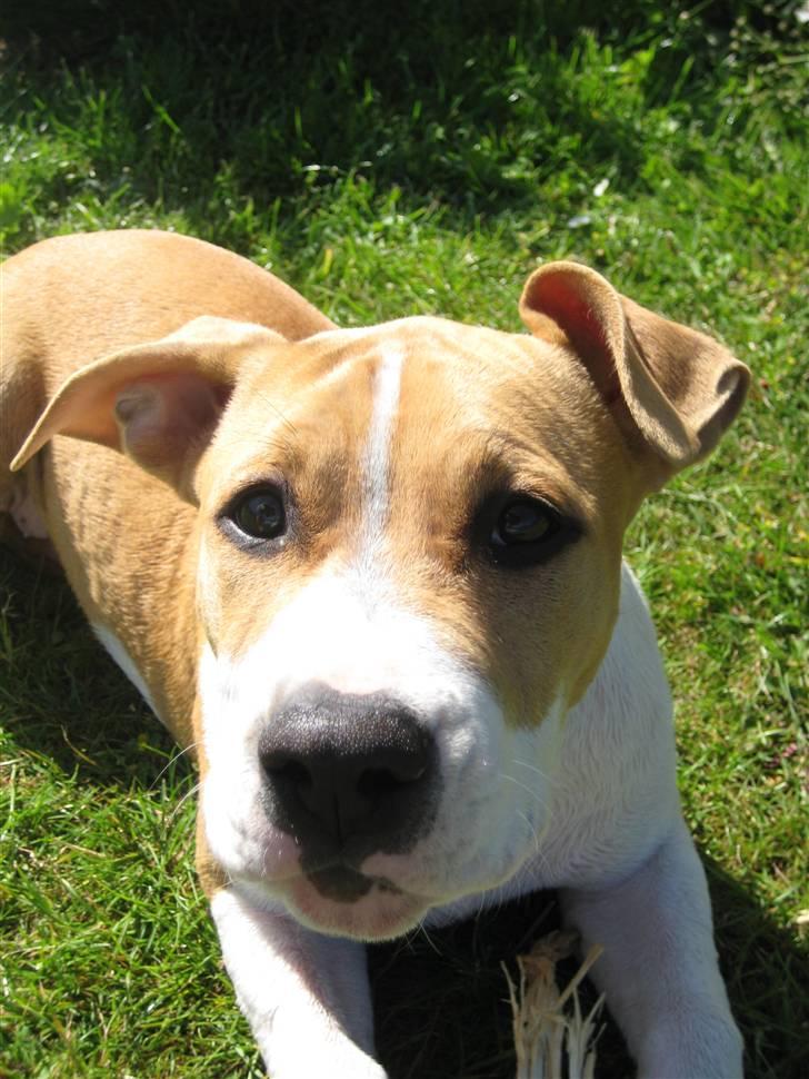 Amerikansk staffordshire terrier tiki billede 5