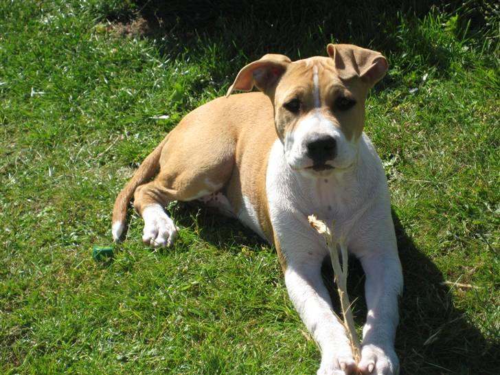 Amerikansk staffordshire terrier tiki billede 6