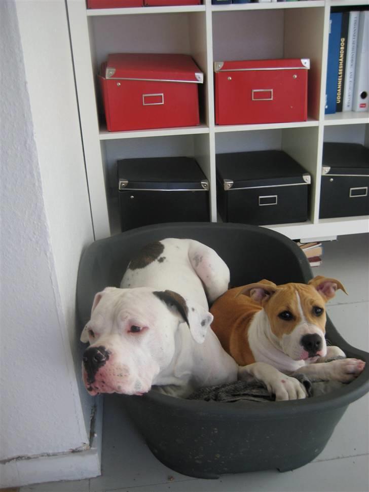 Amerikansk staffordshire terrier tiki billede 7