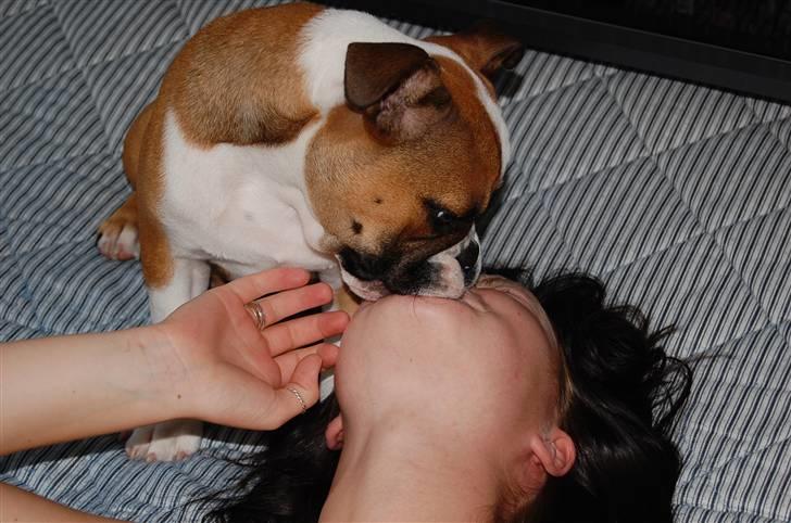 Engelsk bulldog Homer zetzsche Von kynoff billede 10