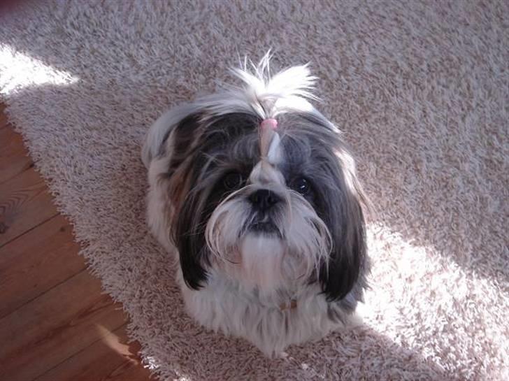 Shih tzu Rosa - rosa på 3 måneder billede 1