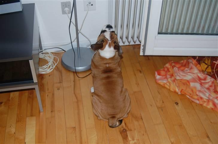 Engelsk bulldog Homer zetzsche Von kynoff - Der er noget på væggen billede 11