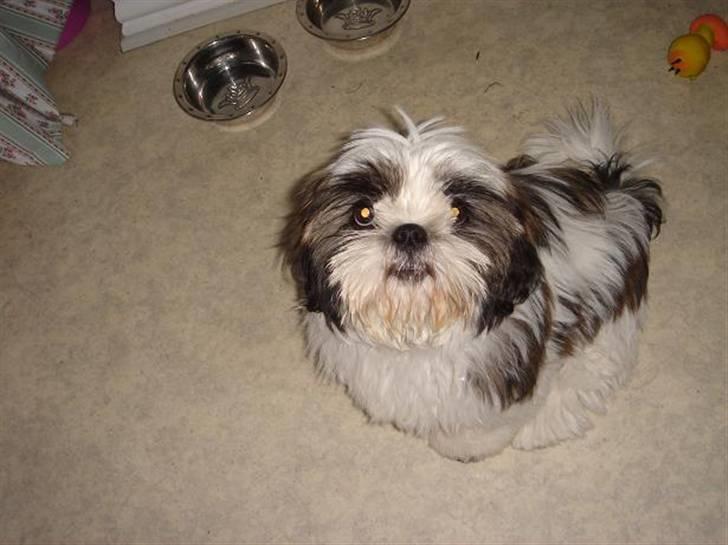 Shih tzu Rosa billede 2