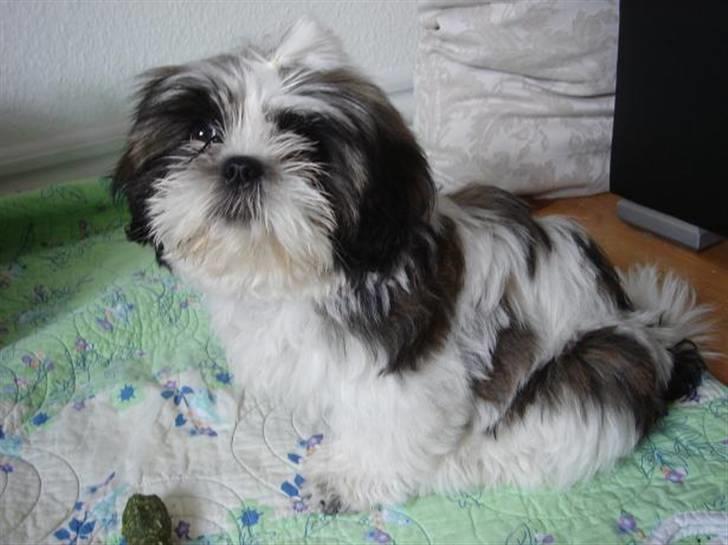 Shih tzu Rosa billede 3