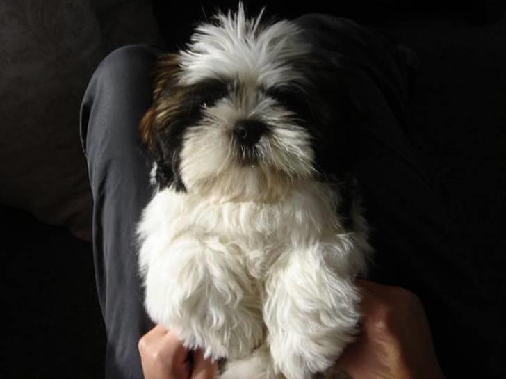 Shih tzu Rosa billede 4