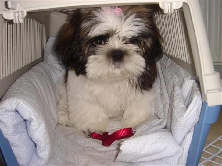 Shih tzu Rosa billede 5