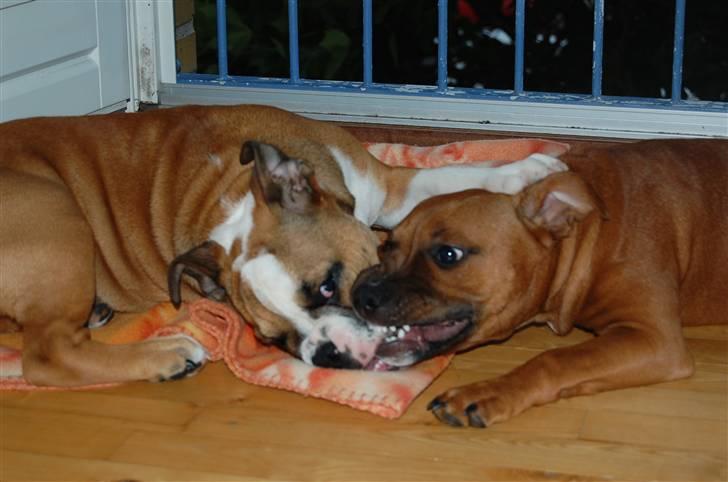 Engelsk bulldog Homer zetzsche Von kynoff - Slås med Wilma:=) billede 12