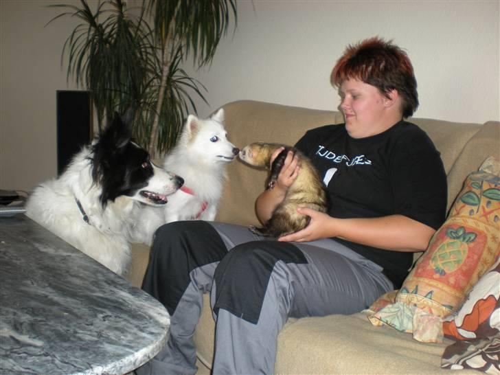 Japansk spids Mari - Min mors - Mys :* billede 11