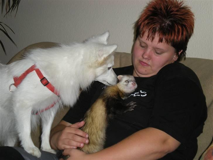 Japansk spids Mari - Min mors - snif snif :o billede 12