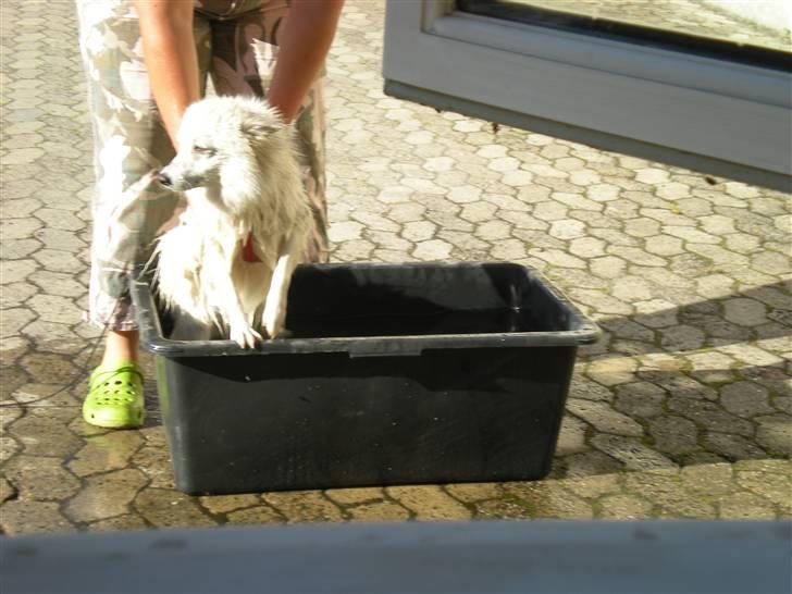 Japansk spids Mari - Min mors - Det koldt ! billede 13