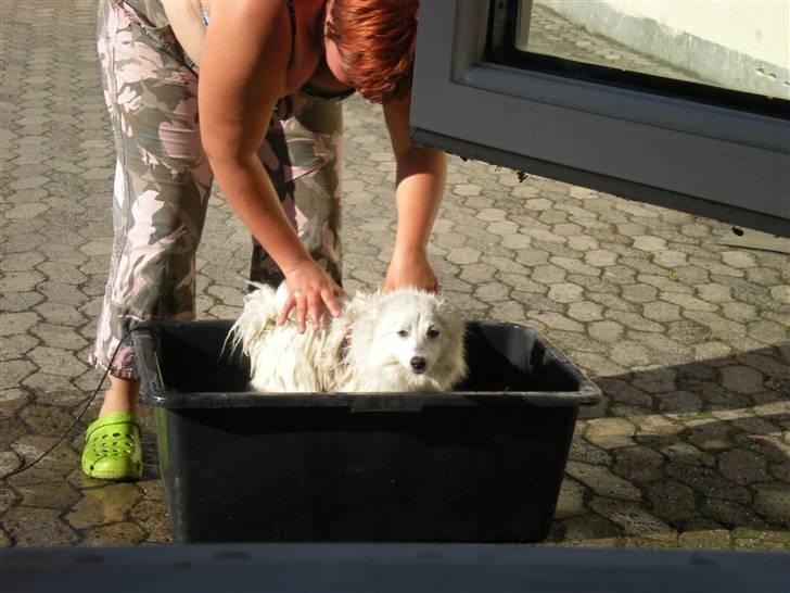 Japansk spids Mari - Min mors - IH altså :( billede 14