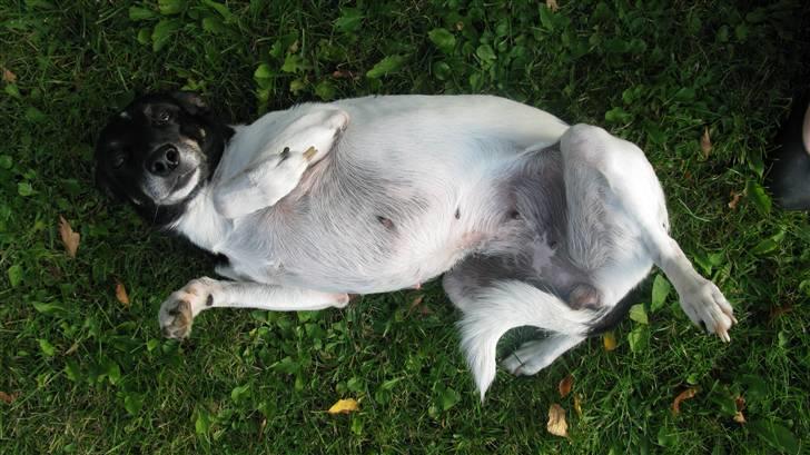 Dansk svensk gaardhund Fie billede 10