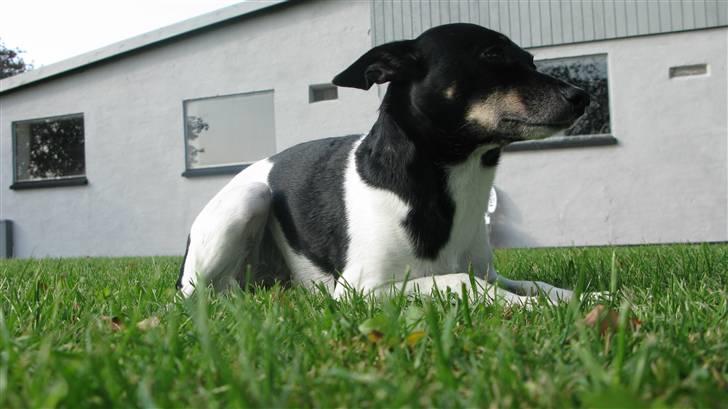 Dansk svensk gaardhund Fie billede 12