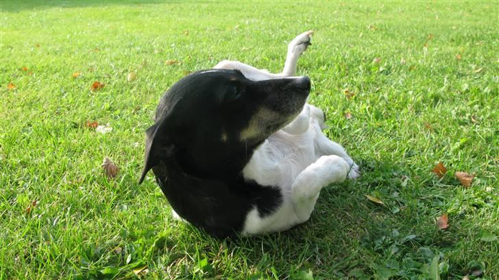 Dansk svensk gaardhund Fie billede 14