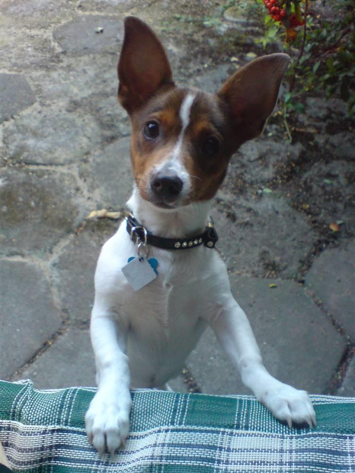 Blanding af racer Tøffe - Tha´ Hot-Dog billede 1