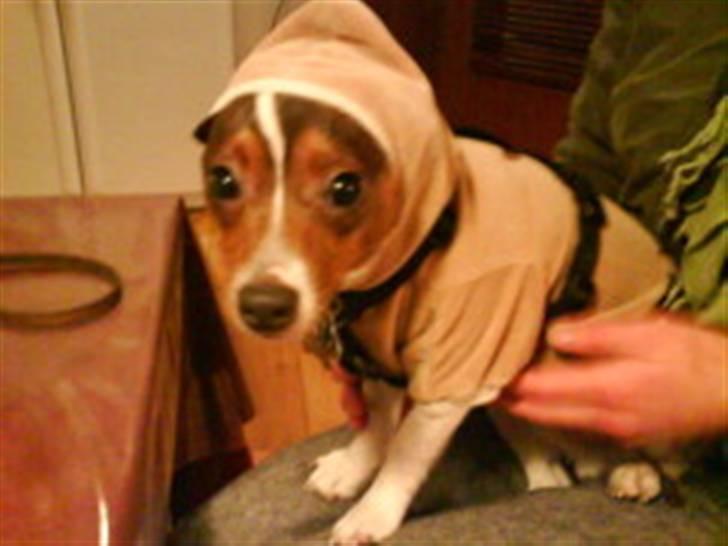 Blanding af racer Tøffe - "hvorfor griner de mon af mig!?" billede 2