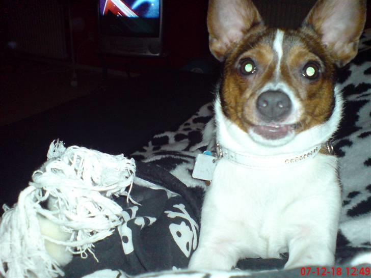 Blanding af racer Tøffe - HALLO!! mor, nu kigger du altså på mig! billede 3