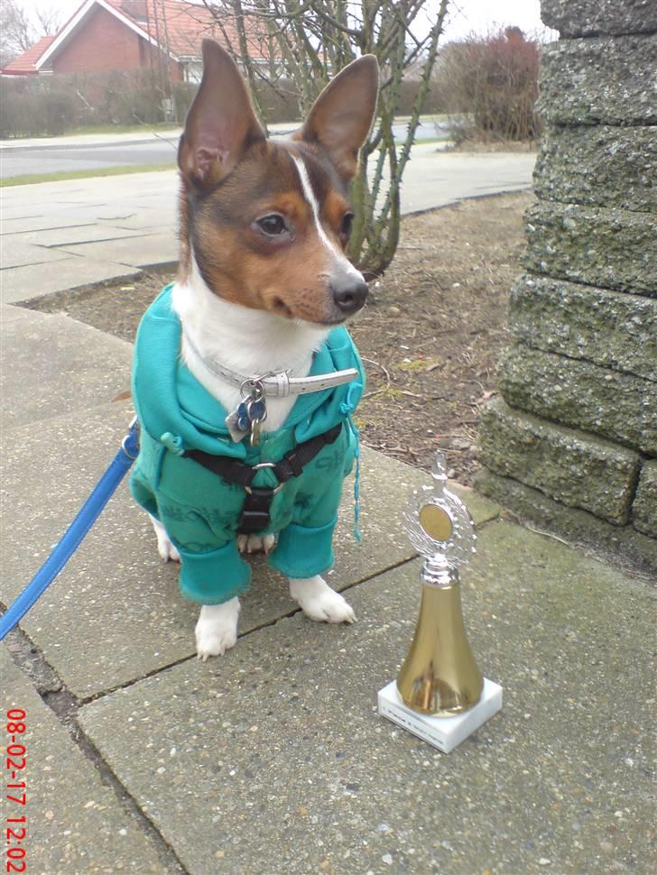 Blanding af racer Tøffe - stolt pokal vinder billede 4