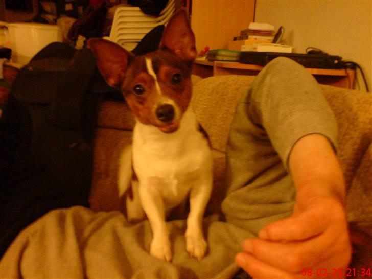 Blanding af racer Tøffe - "hej" billede 5