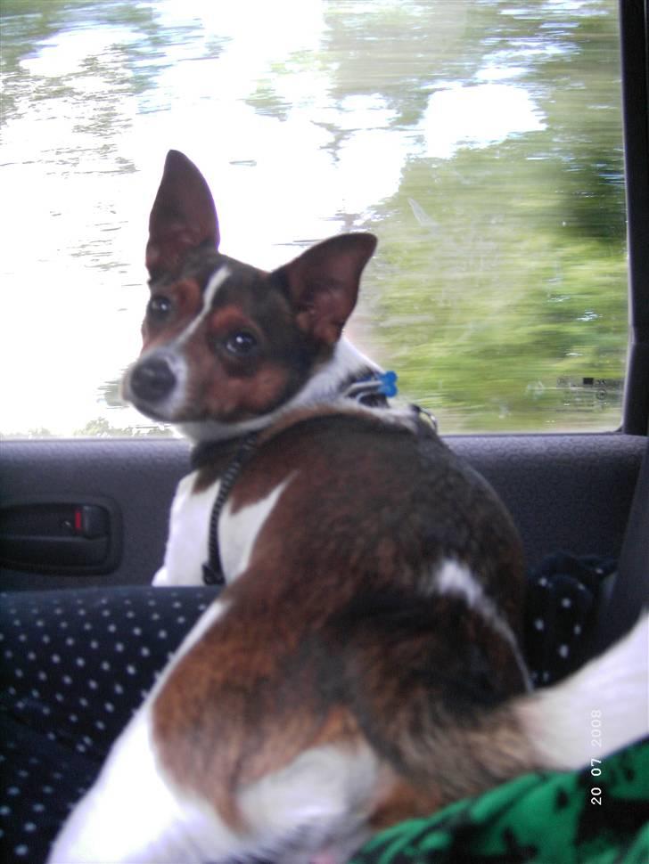 Blanding af racer Tøffe - en opmærksom chauffør billede 6