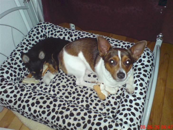 Blanding af racer Tøffe - tøffe og lillesøs billede 7