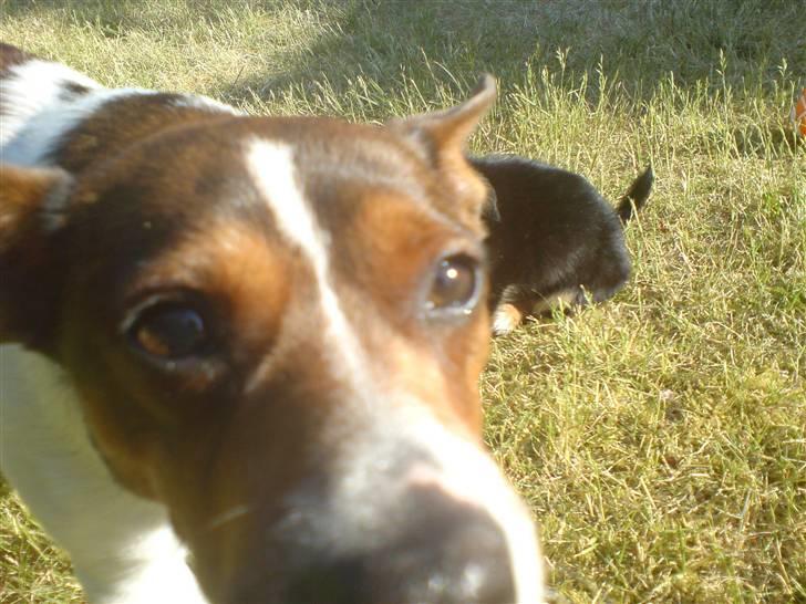 Blanding af racer Tøffe - "hvad er nu det her.." billede 9