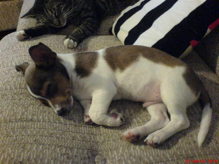 Blanding af racer Tøffe - babybillede billede 10