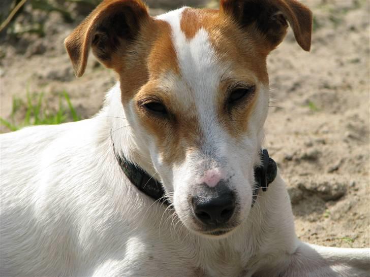 Jack russell terrier Mojo R.I.P. - Mojo nyder solen i sandkassen billede 1
