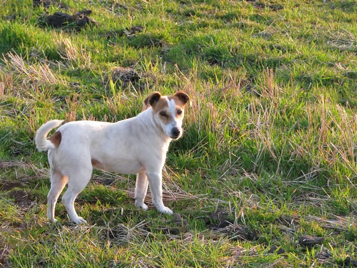 Jack russell terrier Mojo R.I.P. - På morgentur i engene omkring os billede 2