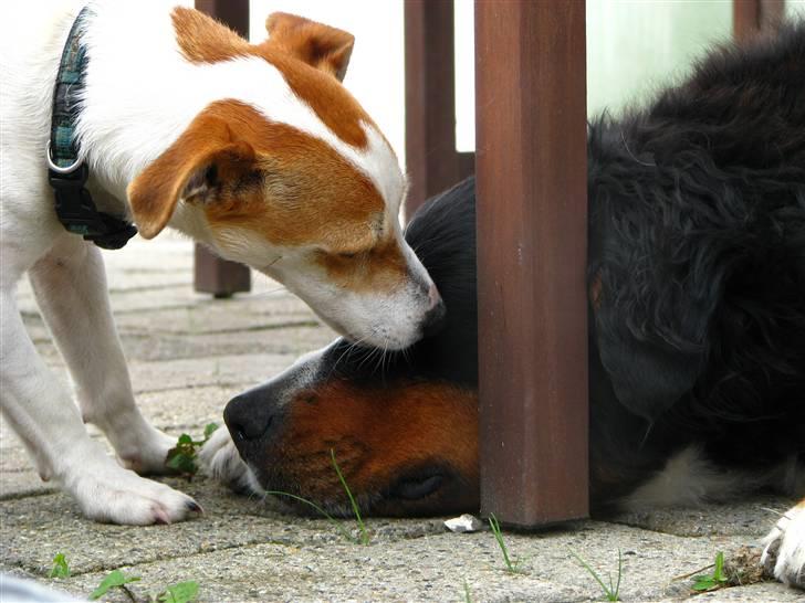 Jack russell terrier Mojo R.I.P. - Nysser lige sin yndlingsveninde billede 3