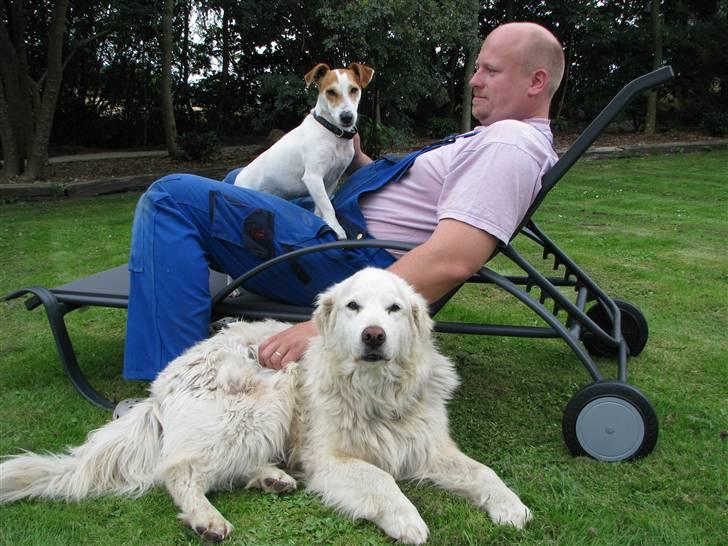 Jack russell terrier Mojo R.I.P. - Jes, Mojo og Bailey tager lige en slapper  billede 4