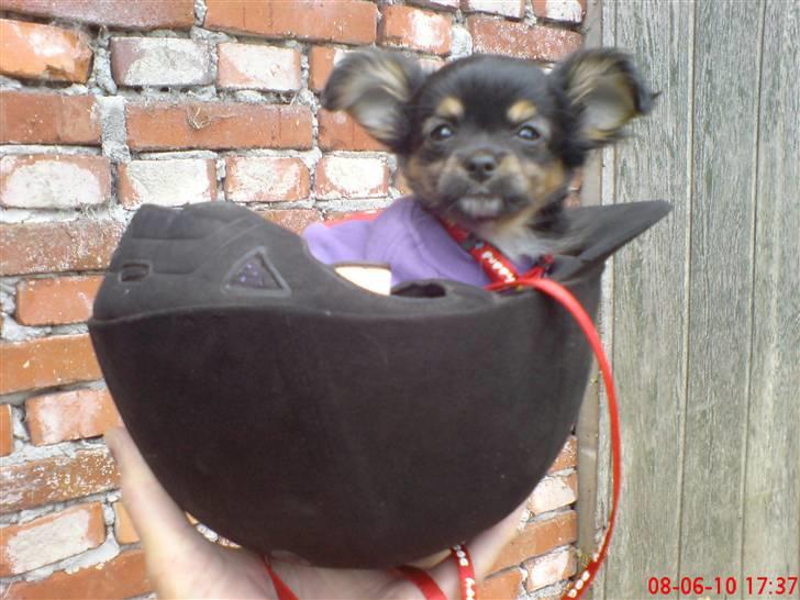 Chihuahua Bella's black Tiffany billede 1
