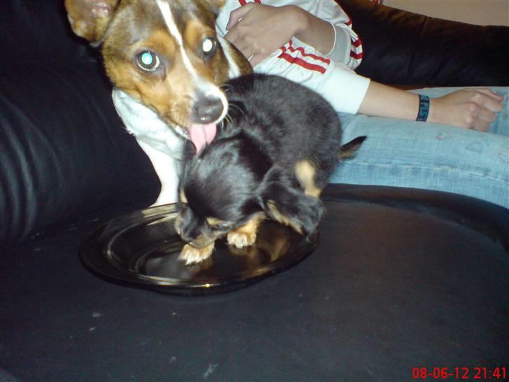 Chihuahua Bella's black Tiffany - "NEJ TØFFE! du har misforstået noget her!" billede 2