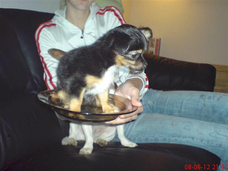 Chihuahua Bella's black Tiffany - "...det har du vidst også mor" billede 3