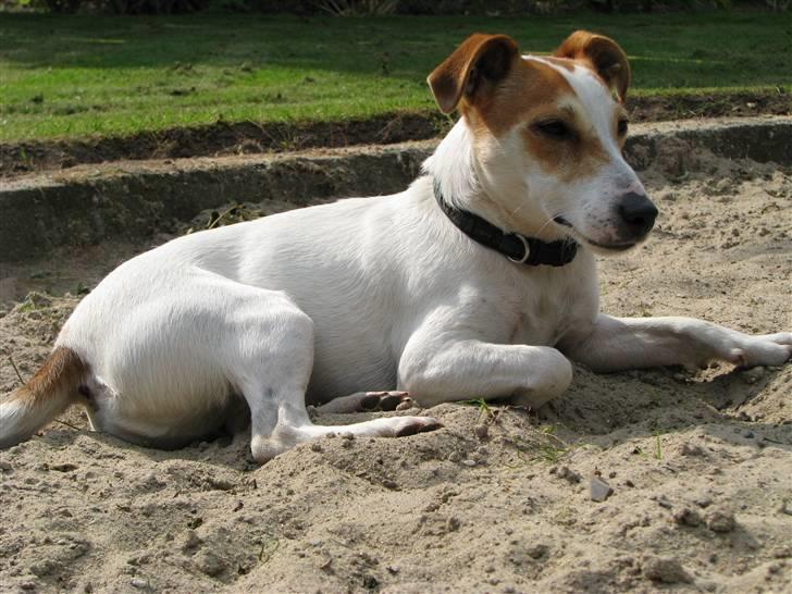 Jack russell terrier Mojo R.I.P. - Mere Mojo i sandkassen billede 5