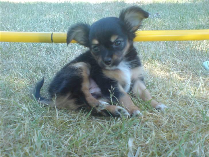 Chihuahua Bella's black Tiffany - 2 måneder og tyk :) billede 4