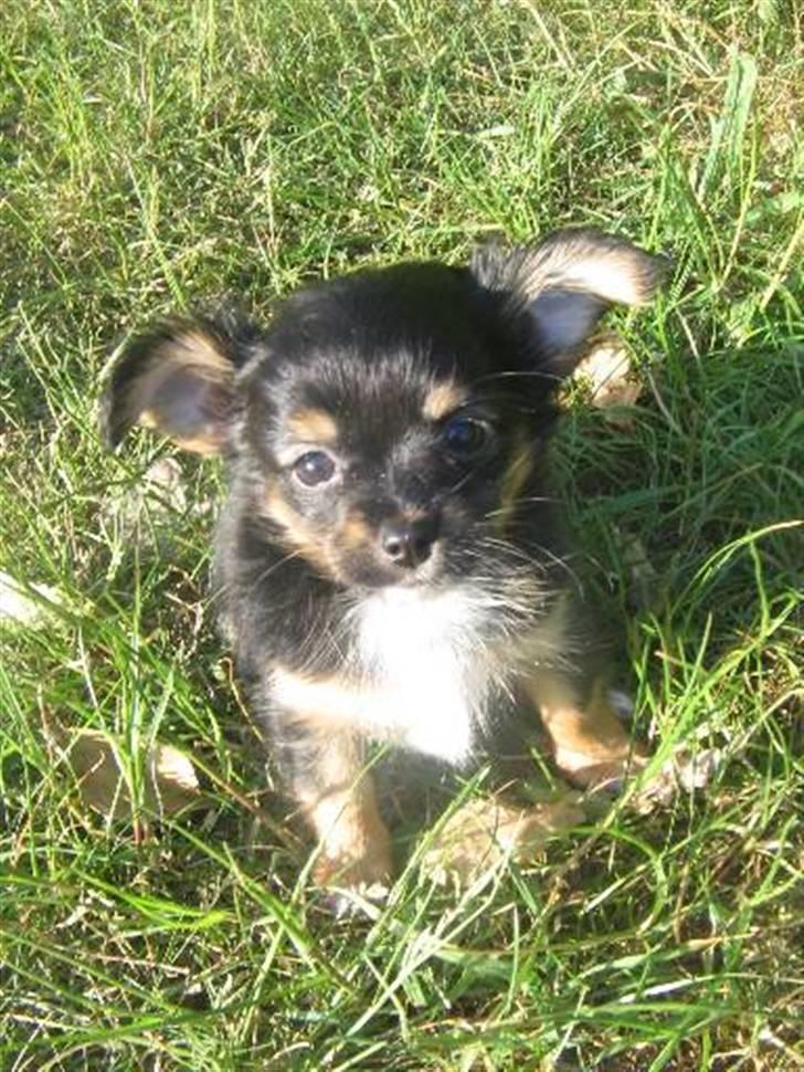 Chihuahua Bella's black Tiffany - hun var vist ca. 1 1/2 måned her billede 5