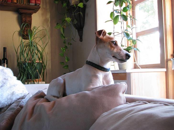 Jack russell terrier Mojo R.I.P. - Yndlingspladsen med udsigt billede 7