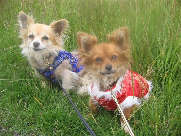 Chihuahua Bella's black Tiffany - hendes forældre  billede 6