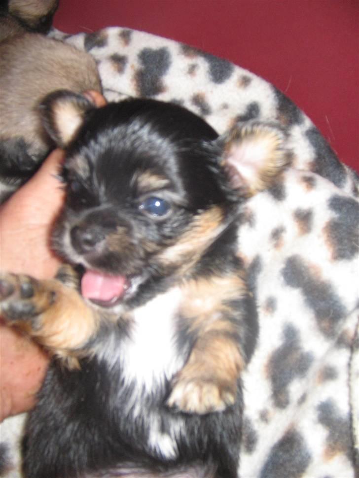 Chihuahua Bella's black Tiffany - lige fået øjne billede 7