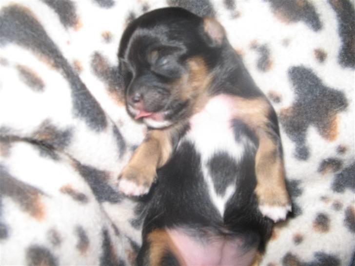 Chihuahua Bella's black Tiffany - næsten nyfødt billede 8