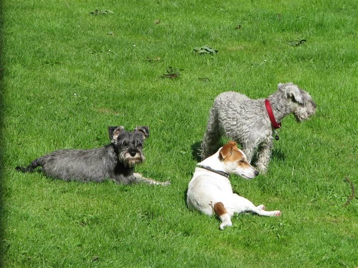 Jack russell terrier Mojo R.I.P. - legekammerater på besøg billede 8