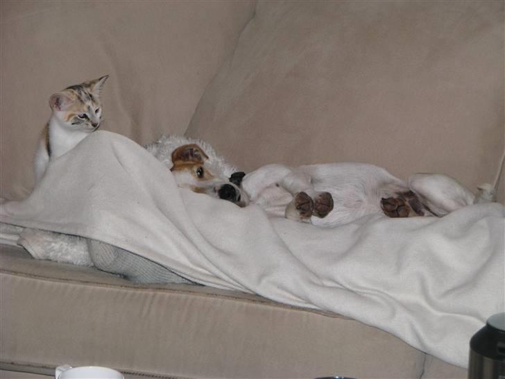 Jack russell terrier Mojo R.I.P. - Afslapning med katten billede 9