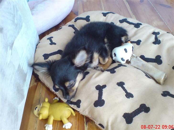 Chihuahua Bella's black Tiffany - det er trættende at være i polen billede 9