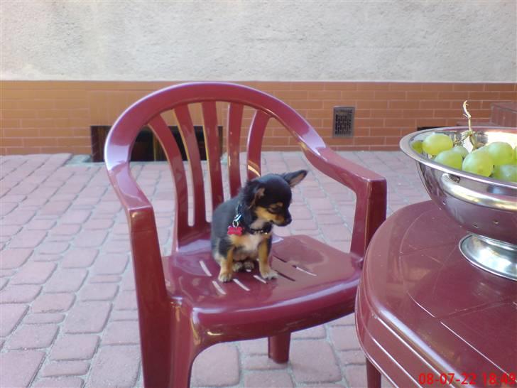 Chihuahua Bella's black Tiffany - "hvornår kommer min bøf?" billede 10