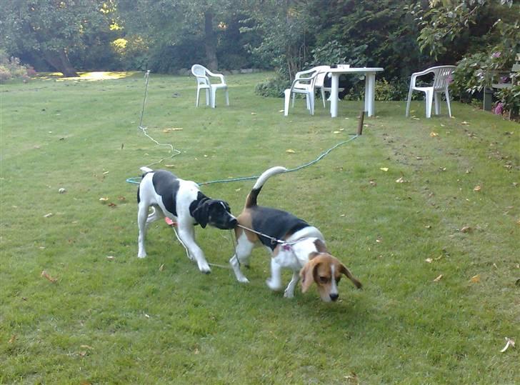 Blanding af racer Rocky - Rocky der går tur med Freja *LOL* billede 9