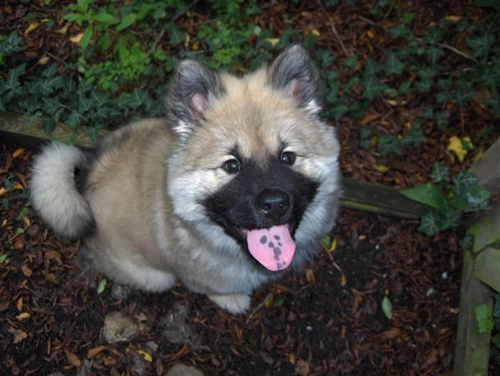 Eurasier Oskar (Blue Moon) billede 6