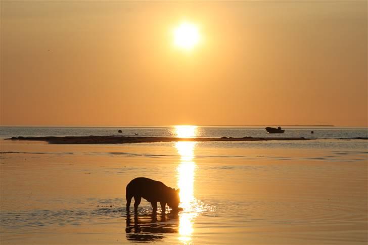 Fransk bulldog Alonso [Loke] - Alonso Aka Loke billede 1