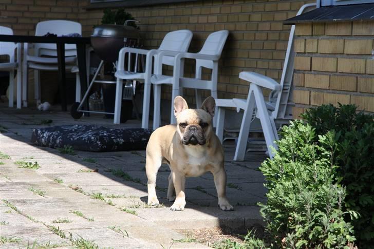 Fransk bulldog Alonso [Loke] - 22/3-09 billede 2